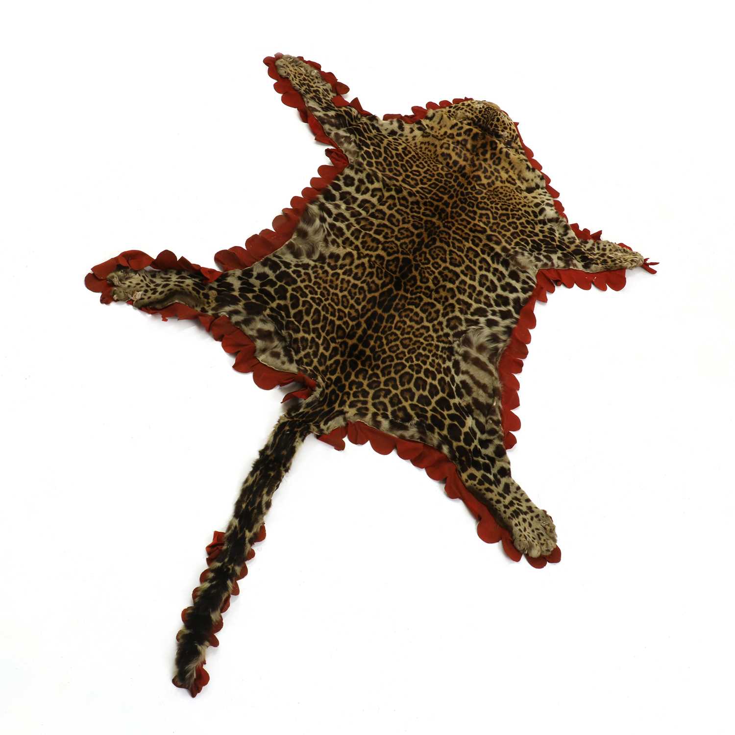 TAXIDERMY: A group of three leopard skin rugs, - Image 4 of 4