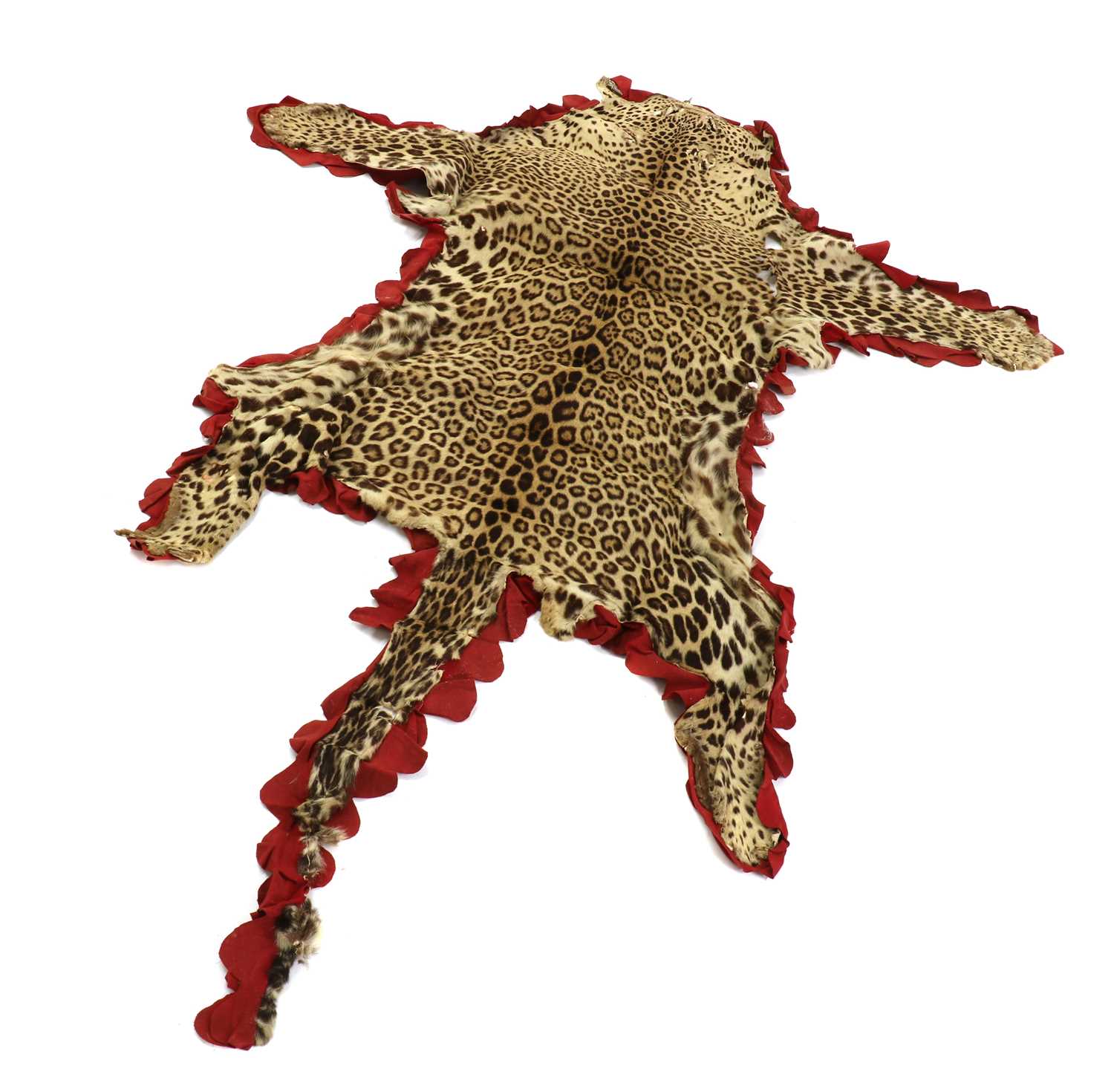 TAXIDERMY: A group of three leopard skin rugs, - Image 2 of 4