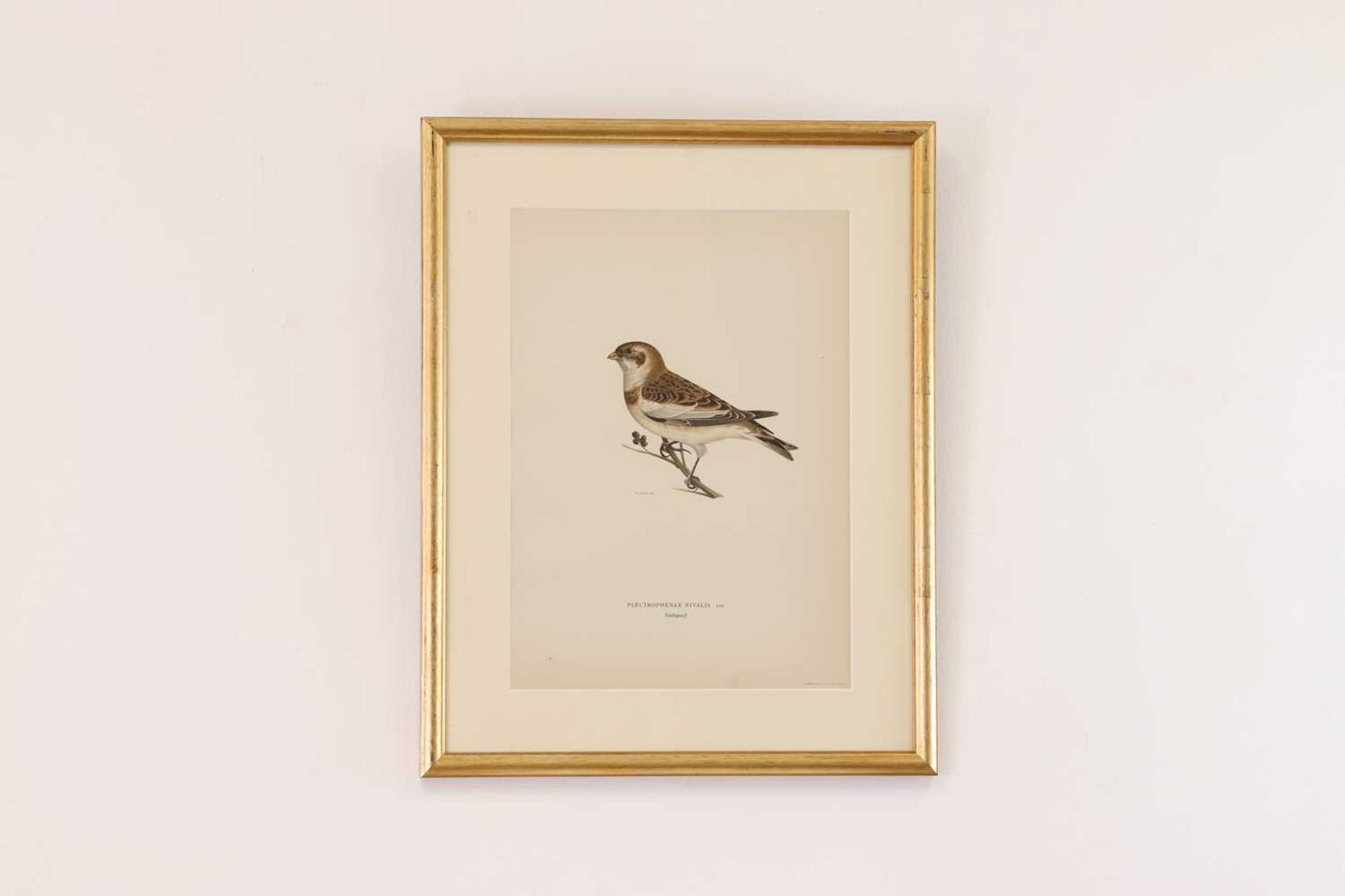 A set of coloured lithographs of birds after the Von Wright brothers, - Bild 4 aus 10