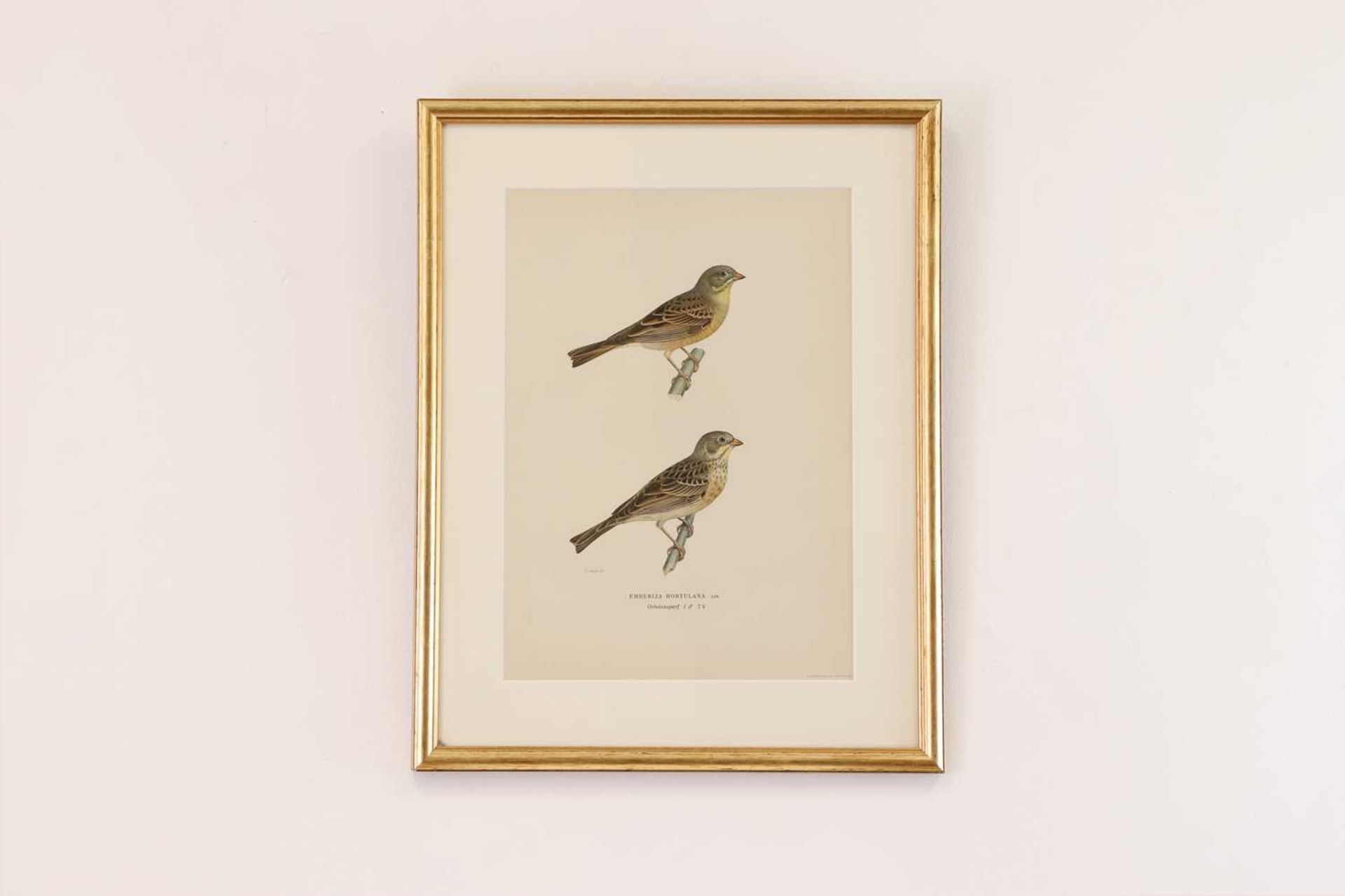 A set of coloured lithographs of birds after the Von Wright brothers, - Bild 6 aus 10