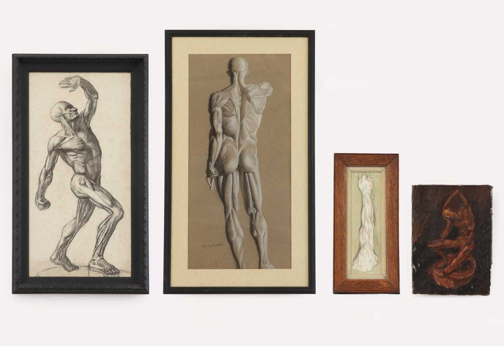 A group of anatomical studies,