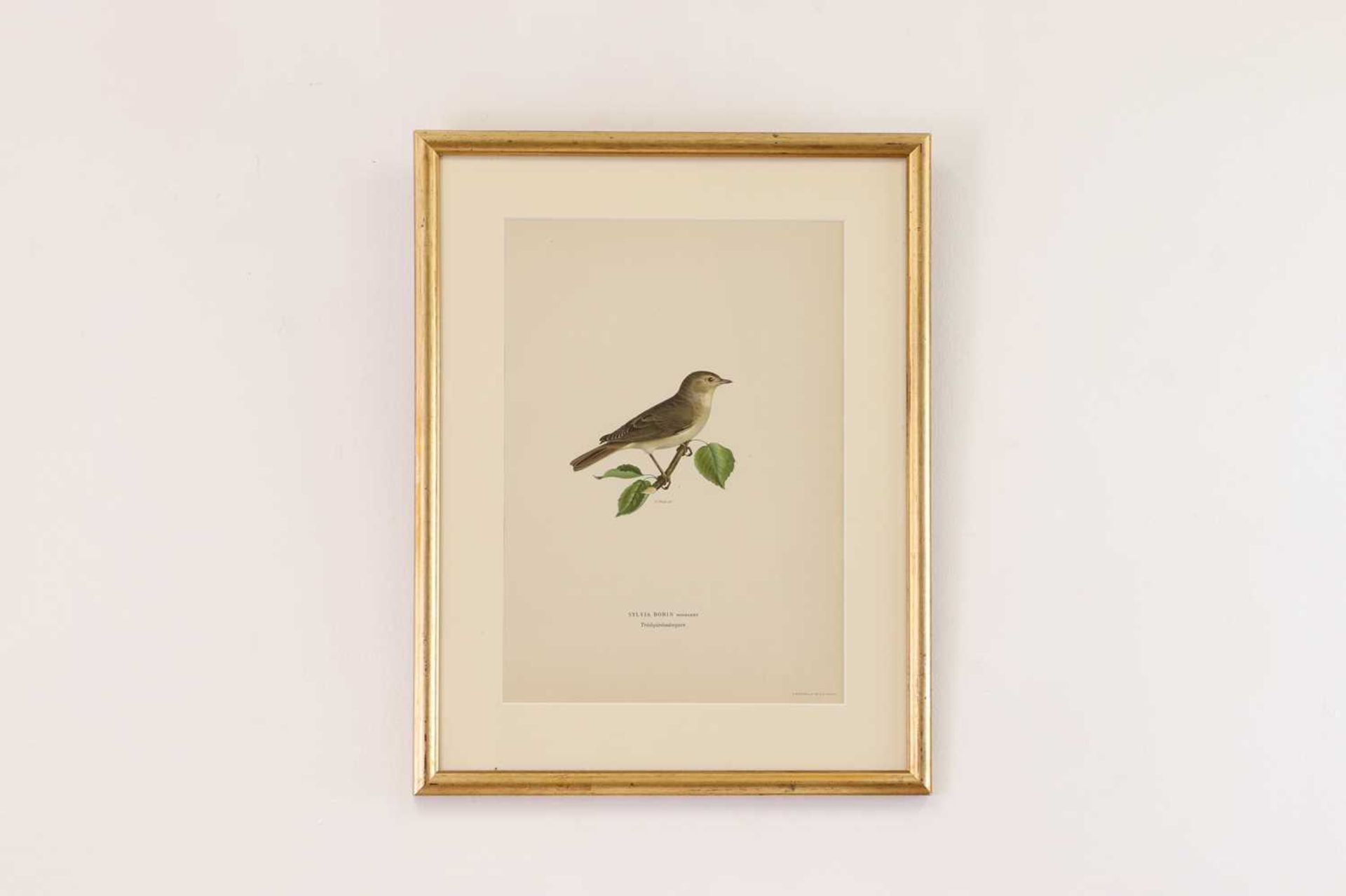 A set of coloured lithographs of birds after the Von Wright brothers, - Bild 3 aus 10