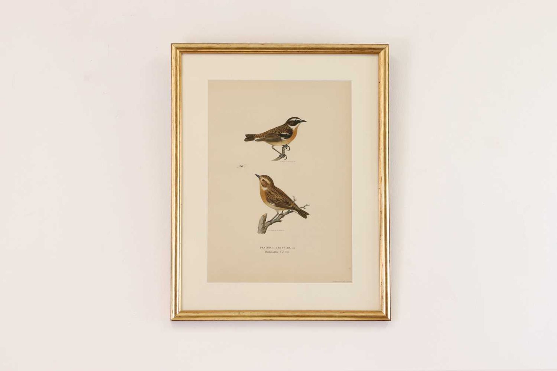 A set of coloured lithographs of birds after the Von Wright brothers, - Bild 9 aus 10