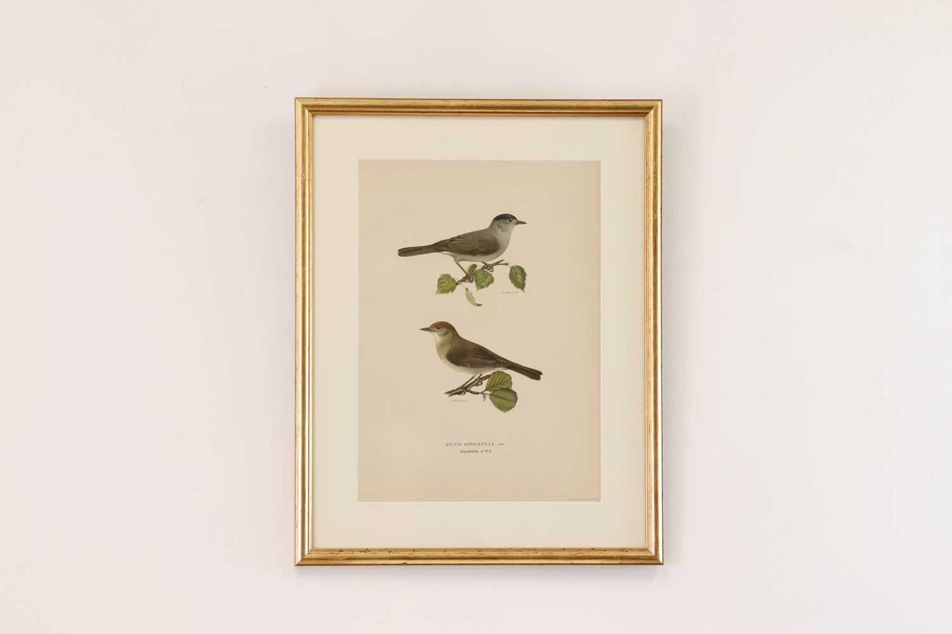 A set of coloured lithographs of birds after the Von Wright brothers, - Bild 10 aus 10