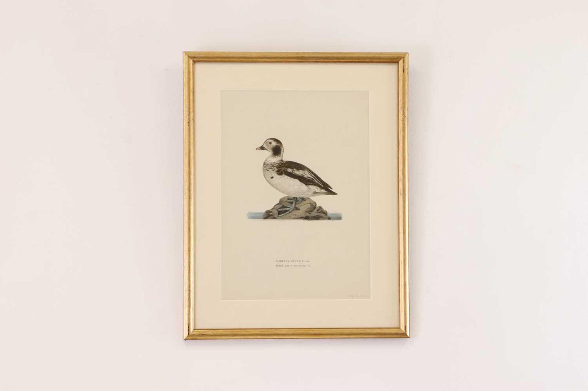 A set of coloured lithographs of birds after the Von Wright brothers, - Bild 8 aus 10