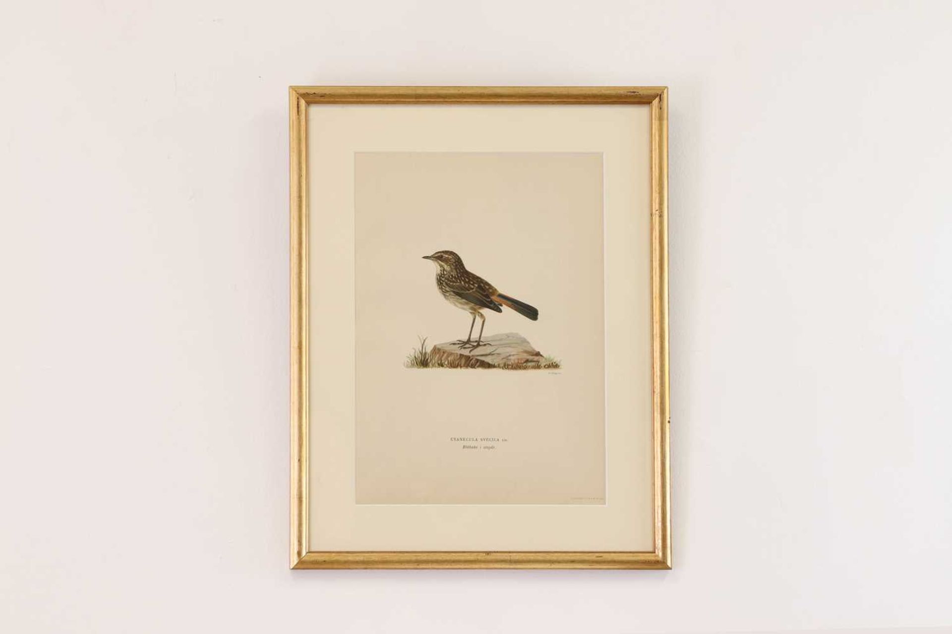 A set of coloured lithographs of birds after the Von Wright brothers, - Bild 5 aus 10