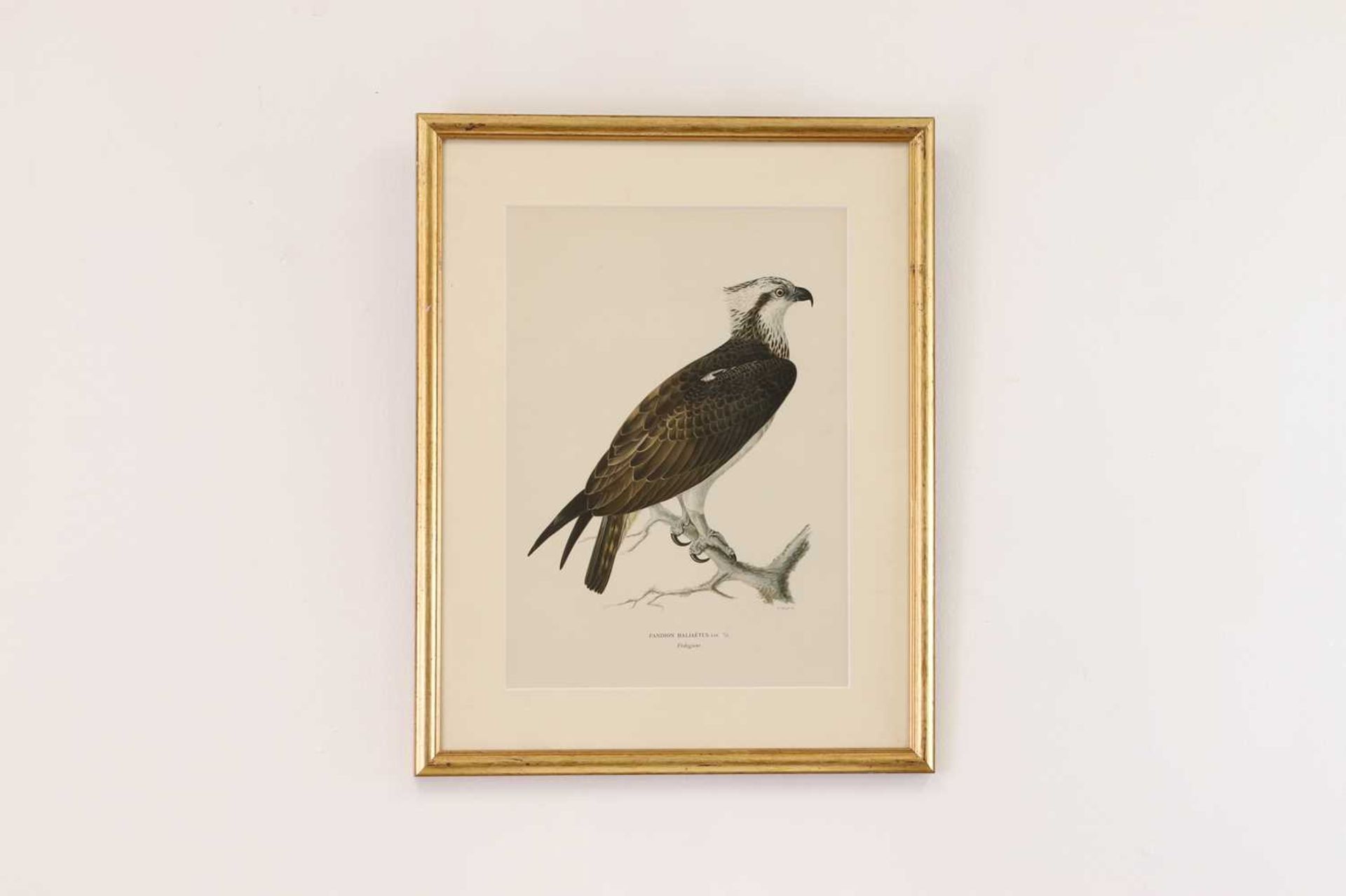 A set of coloured lithographs of birds after the Von Wright brothers, - Bild 2 aus 10