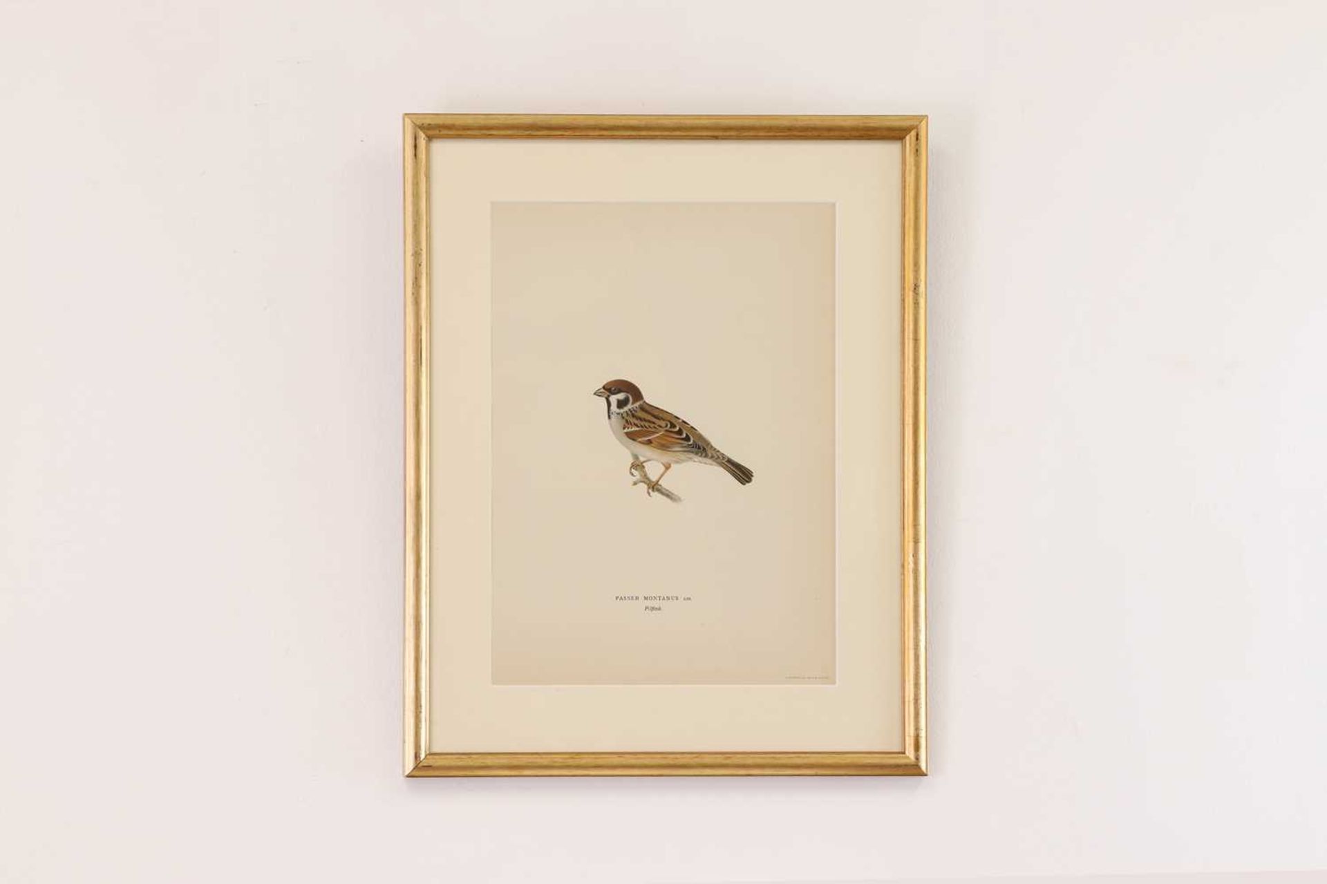 A set of coloured lithographs of birds after the Von Wright brothers, - Bild 7 aus 10