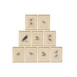 A set of coloured lithographs of birds after the Von Wright brothers,