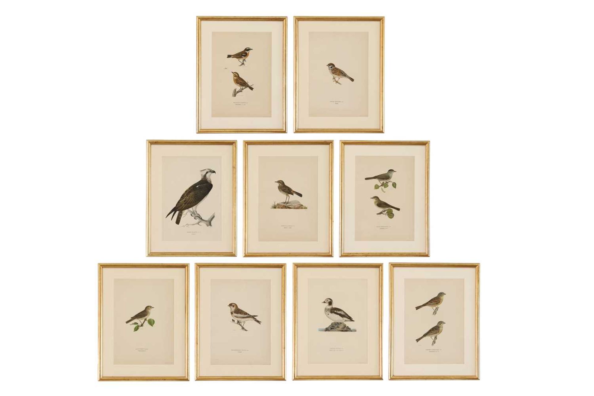 A set of coloured lithographs of birds after the Von Wright brothers,