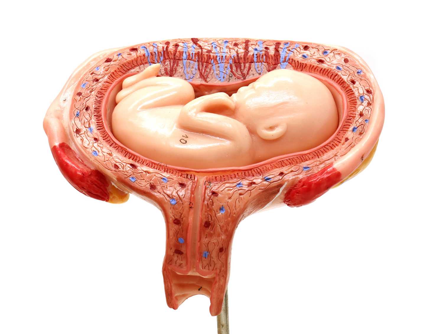 A West German plastic scientific model of a baby in a womb, - Image 4 of 6