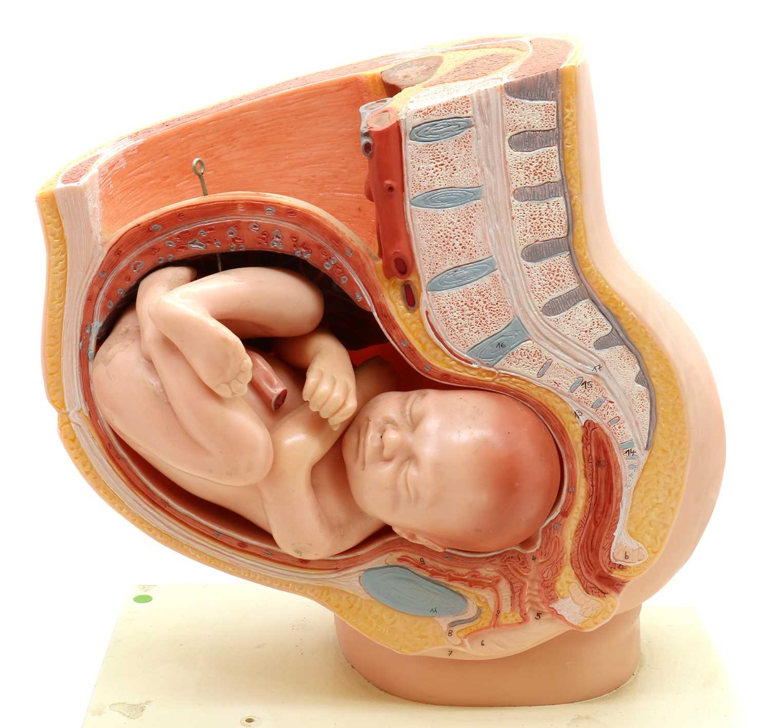 A West German plastic scientific model of a baby in a womb, - Image 3 of 6
