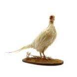 Taxidermy: Common Pheasant,