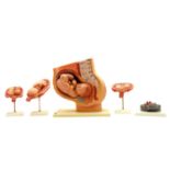 A West German plastic scientific model of a baby in a womb,