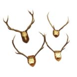 A group of four skull-mounted deer antlers