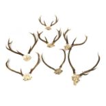A group of six skull-mounted antlers