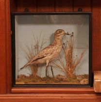 Taxidermy: stone curlew (Oedicnemus crepitan),