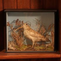 Taxidermy: woodcock (Scolopax),