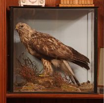 Taxidermy: falcon (Falco),