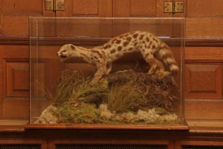 Taxidermy: Asiatic linsang (Prionodon),