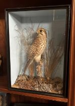 Taxidermy: kestrel (Falco tinnunculus),