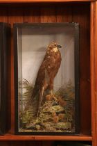 Taxidermy: Eleonora's falcon (Falco eleonorae),