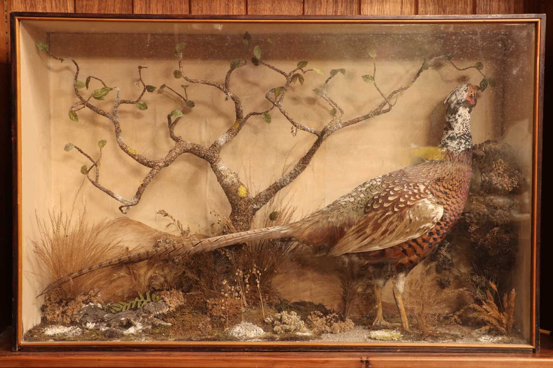 Taxidermy: a melanistic cock pheasant (Phasianus colchicus), - Image 3 of 5