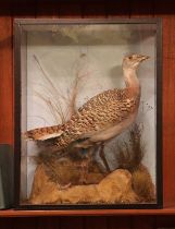 Taxidermy: great bustard (Otis tarda),