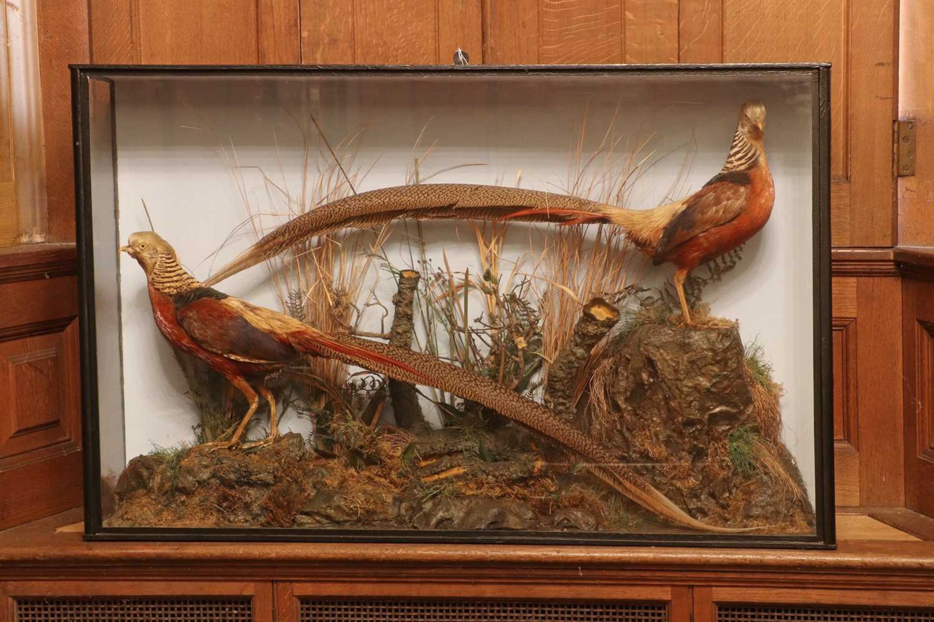 Taxidermy: golden pheasant (Chrysolophus pictus),