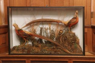 Taxidermy: golden pheasant (Chrysolophus pictus),