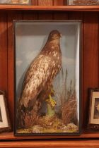 Taxidermy: spotted eagle (Clanga clanga),