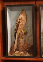 Taxidermy: red kite (Milvus milvus),