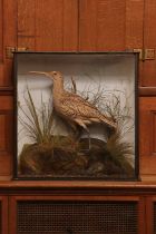 Taxidermy: curlew (Numenius),