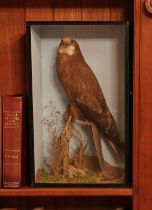 Taxidermy: Eleonora's falcon (Falco eleonorae),