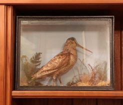 Taxidermy: woodcock (Scolopax),