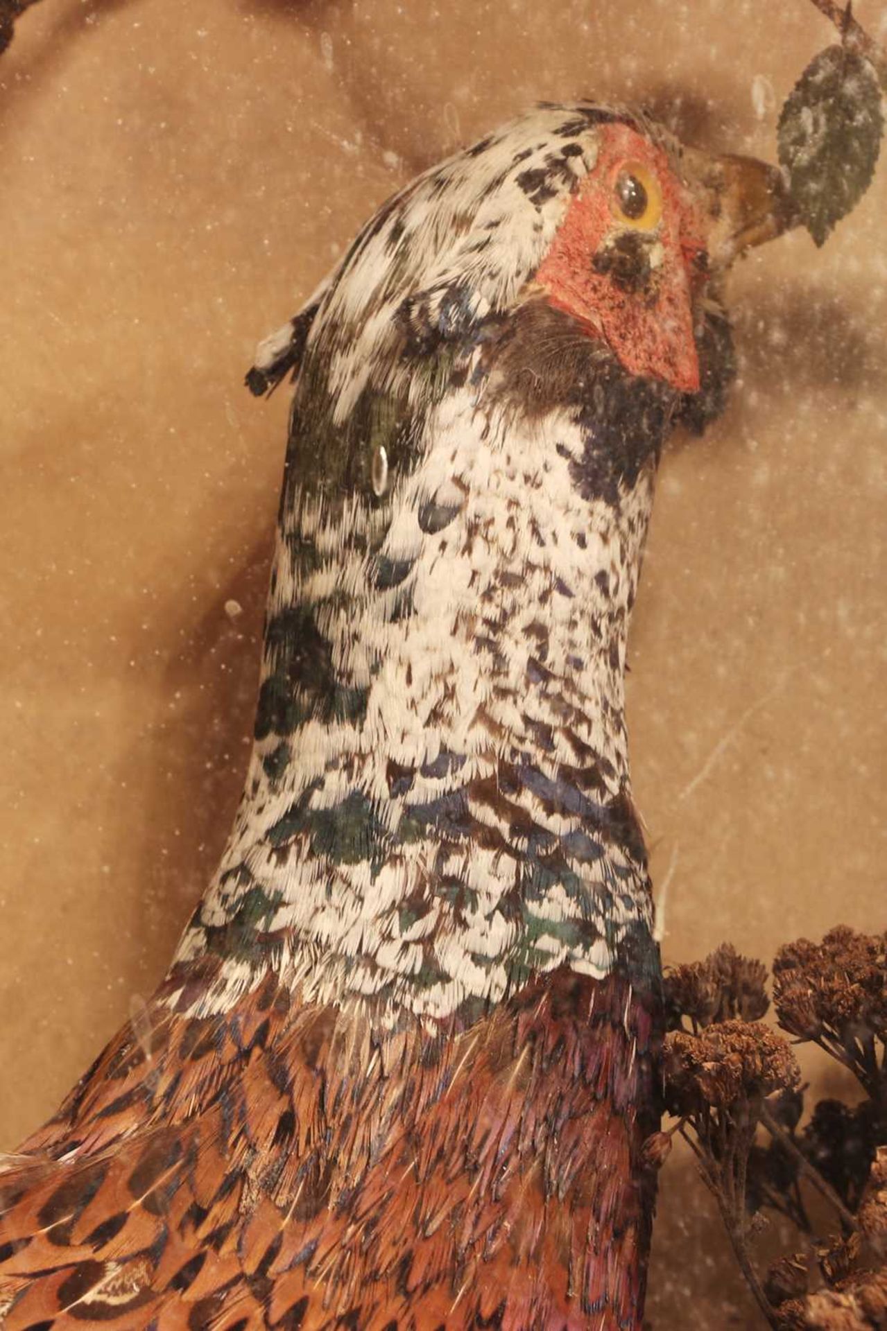 Taxidermy: a melanistic cock pheasant (Phasianus colchicus), - Image 5 of 5