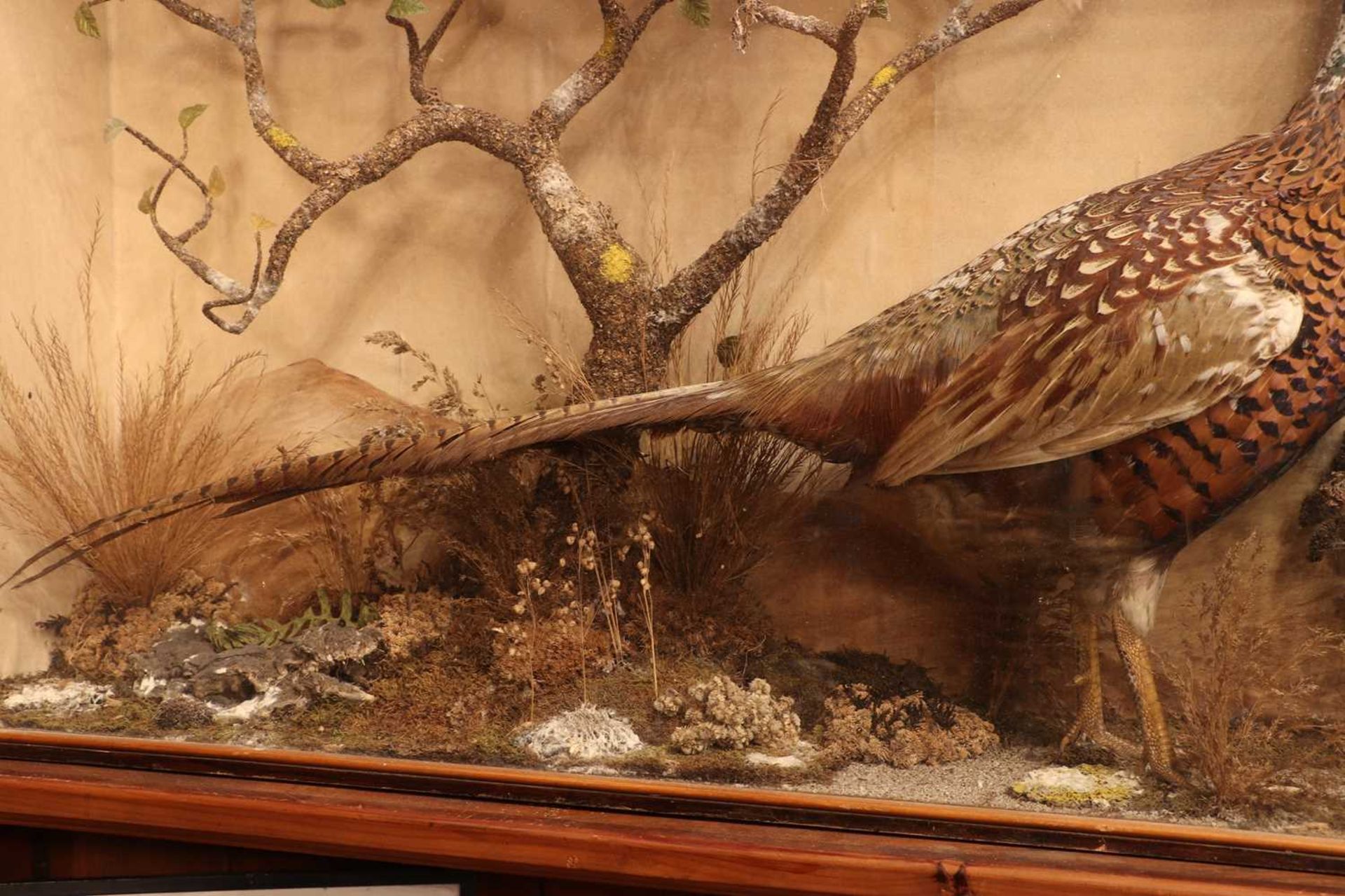 Taxidermy: a melanistic cock pheasant (Phasianus colchicus), - Image 4 of 5