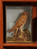 Taxidermy: short-eared owl (Asio flammeus),