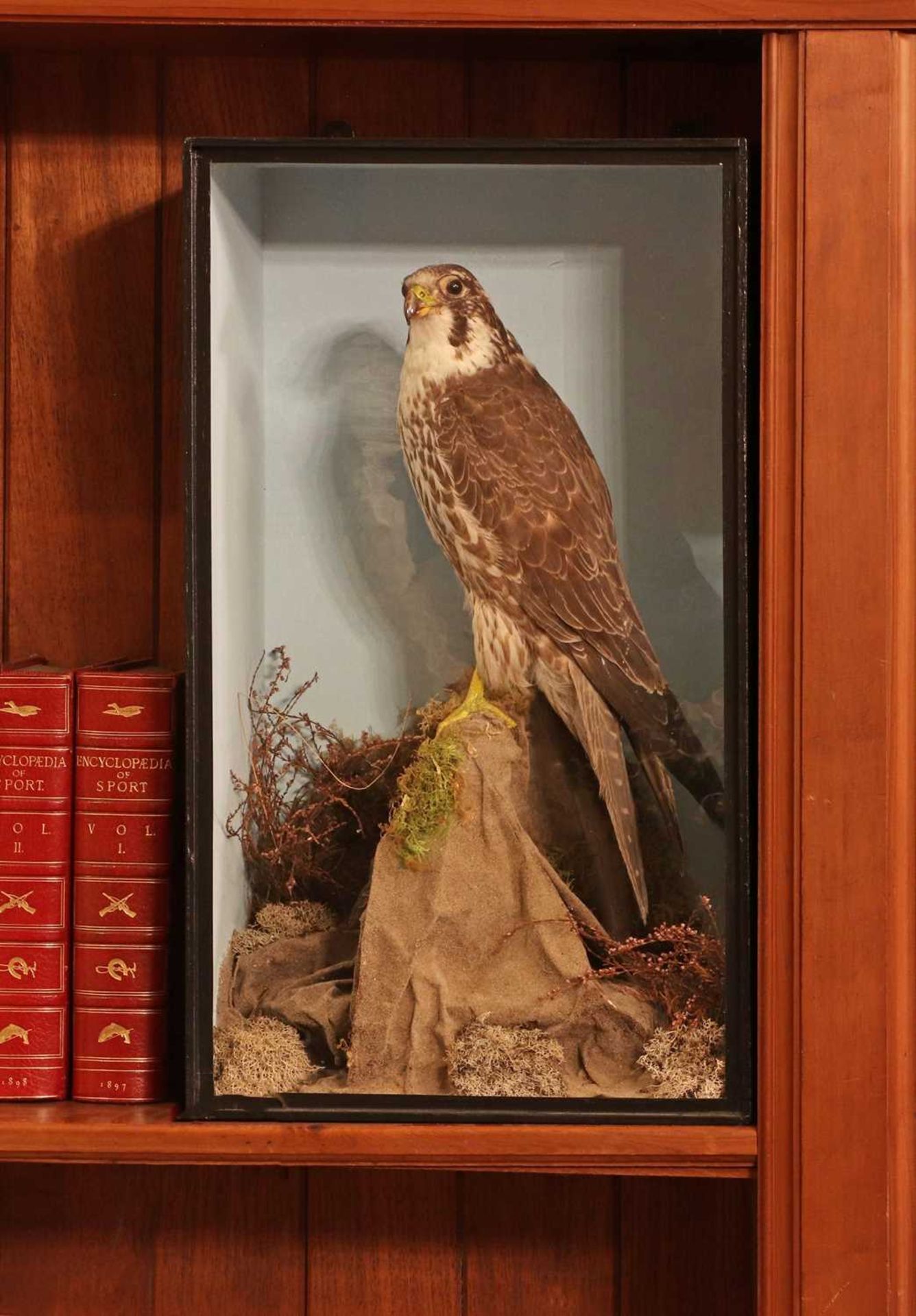 Taxidermy: peregrine falcon (Falco peregrinus),