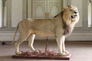 Taxidermy: lion (Panthera leo),