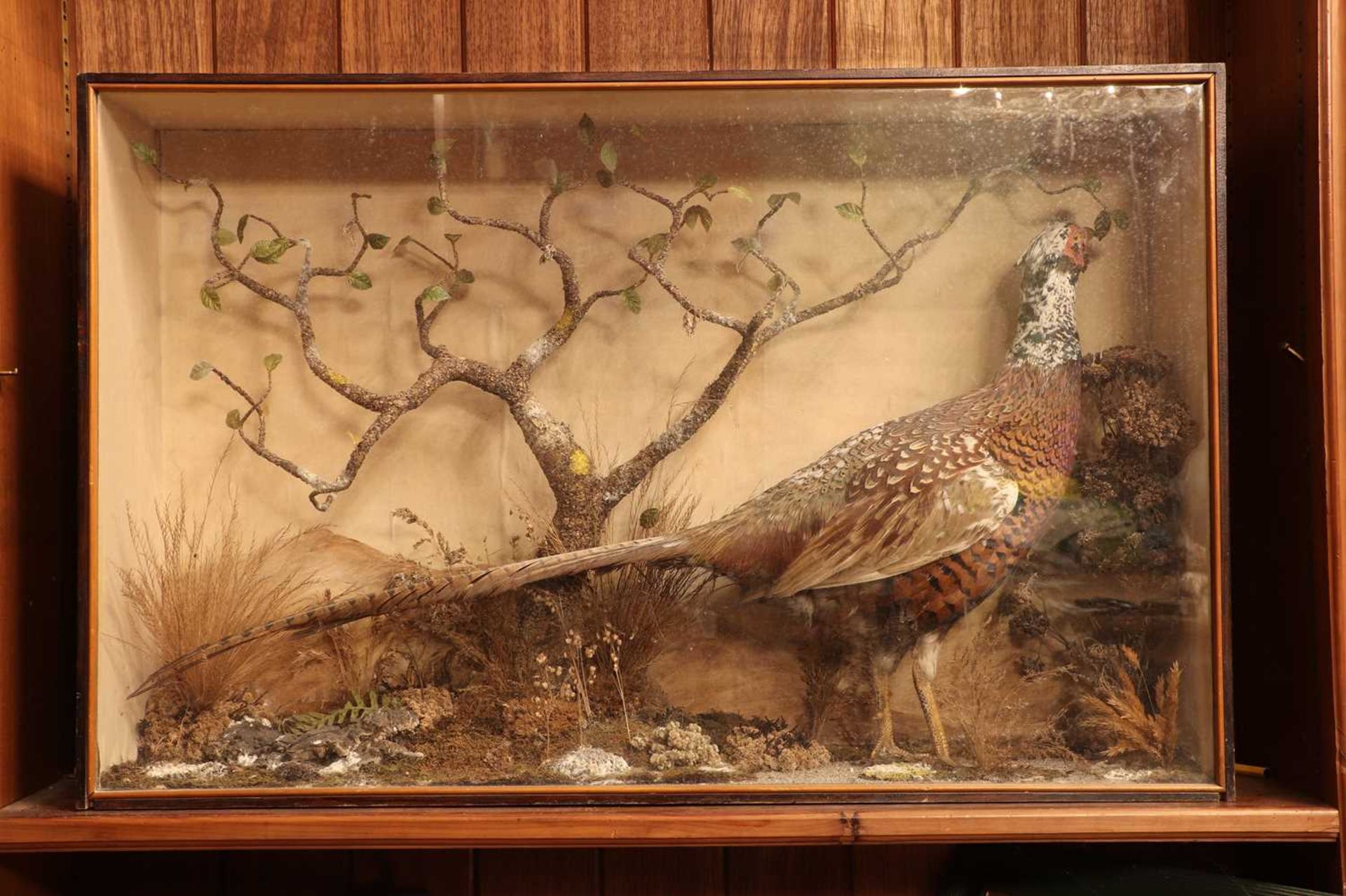 Taxidermy: a melanistic cock pheasant (Phasianus colchicus), - Image 2 of 5