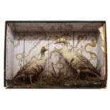A cased pair of taxidermy White Fronted Geese,