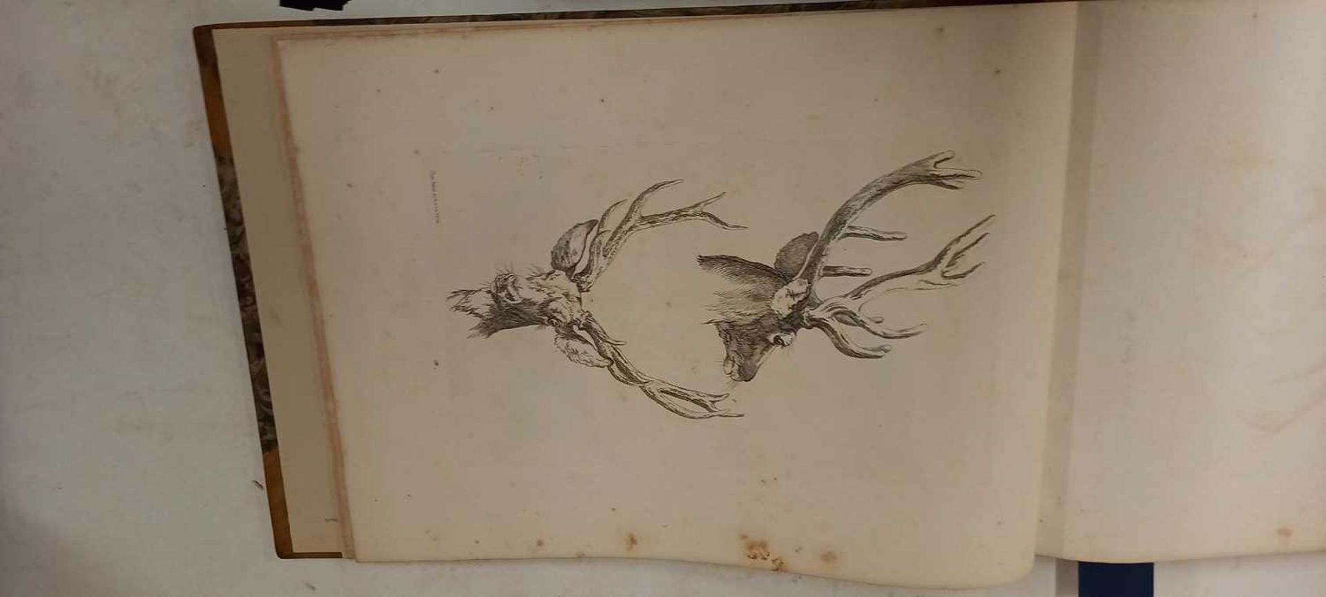 HILLS, Robert (1769 - 1844): - Bild 10 aus 11