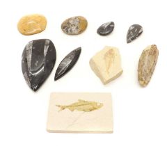 A collection of fossils