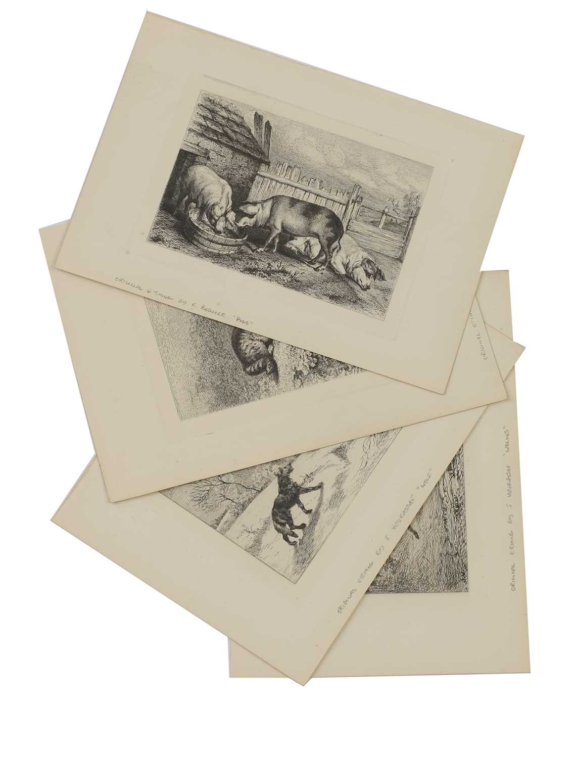 A group of engravings of animals: