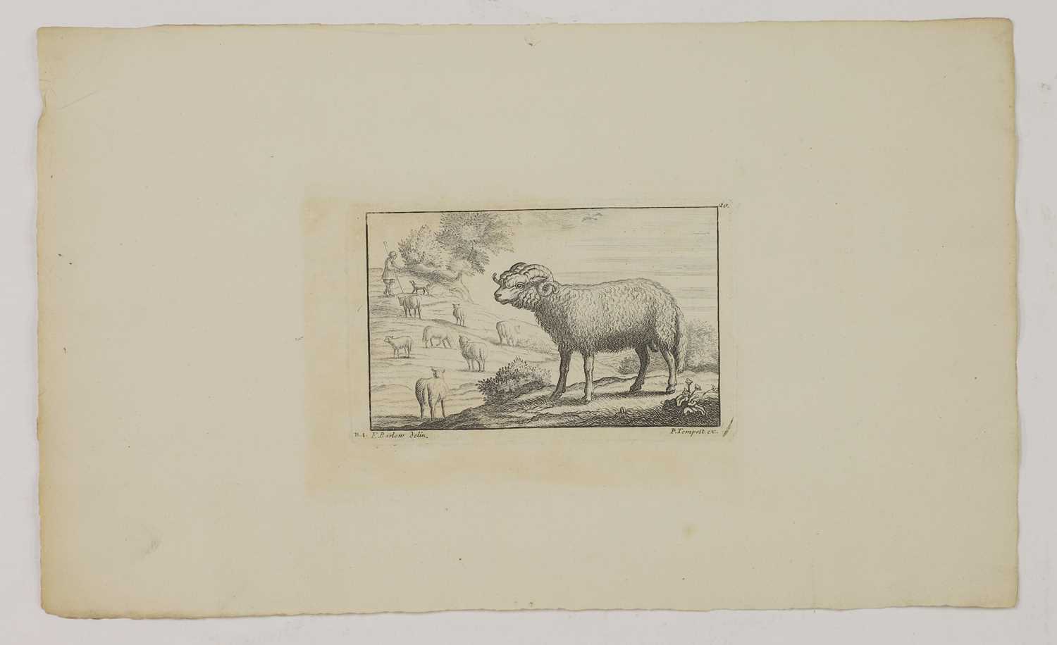 A group of engravings of animals: - Image 9 of 10