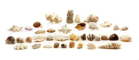 A large collection of seashells