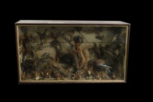 A cased diorama of British birds