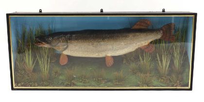 A large taxidermy pike,