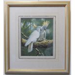 ADRIAN C. RIGBY (b. 1962) - 'Lesser Sulphur-Crested Cockatoos', signed  (30.5 x 25.5 cm). Glazed